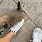 Shih-Tzu 8 Weeks old in Alvin, Texas