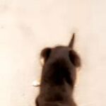 Rottweiler For Adoption in Huntsville, Alabama