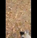 german sheperd akita in Springfield, Massachusetts