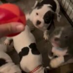 American Bully puppies in Modesto, California