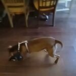 3 Year Old Pitbull in Indianapolis, Indiana