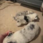 Blue Merle Fluffy Male in Columbus, Ohio