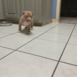 Xl Bullies in Phenix City, Alabama
