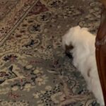 Shih Tzu and a bit Maltese in Arizona City, Arizona