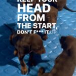 Doberman Pinscher’s in Arizona City, Arizona