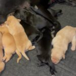 Purebred lab puppies for sale in Arizona City, Arizona