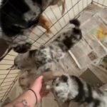 Full Breed Miniature Australian Shepards in Arizona City, Arizona