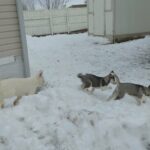 Siberian husky puppies in Arizona City, Arizona