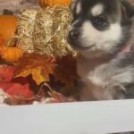 Adorable Pomsky Puppies in Rockford, Illinois