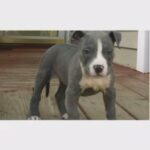American Shafffordshire Terrier in Raleigh, North Carolina