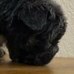 Fluffy Frenchies in Tulsa, Oklahoma