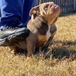 mini English bulldog in Houston, Texas
