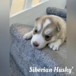 Siberian Husky’s in Homestead, Florida
