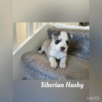Siberian Husky’s in Homestead, Florida