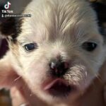 Axl Shihtzu Yorkie mix in Oakdale, California