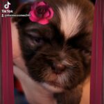 Roseanna shorkie in Oakdale, California