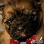 meet Iggy shorkie in Oakdale, California