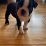 Boston Terrier puppies in Arizona City, Arizona