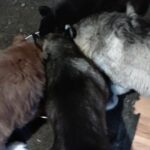 Siberian Husky puppys in Arizona City, Arizona