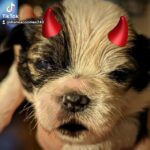shorkie otis in Oakdale, California