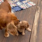 Cavapoo mini in Arizona City, Arizona