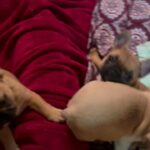 Puppy’s from champion parents in Europe in Arizona City, Arizona