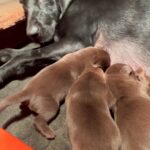 Purebred lab puppies for sale in Arizona City, Arizona