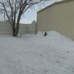 Siberian husky puppies in Arizona City, Arizona