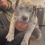 Blue Merle male in Paramount, California