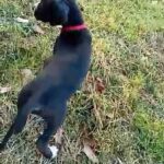 Great Dane Puppy 8 weeks MAKE AN OFFER COME PICK UP YOUR OUPY in Atlanta, Georgia