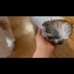 Lhasa Apso Mix With Bichon Frisé puppies in Wallingford, Connecticut