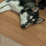 Siberian Husky For Sell in New York City, New York