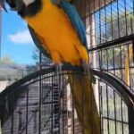 Lulu the beautiful Macaw in Rockledge, Florida