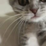 Cute Scottish Fold Kitten in Rockledge, Florida