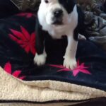 English bulldog designer puppies in Temecula, California