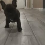 French Bulldog in Rio Rancho, New Mexico