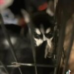 Huskies After Bath Time in Kennewick, Washington