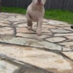 SplitFace Merle American Bully in Paramount, California