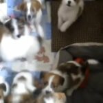 Jack Russell Puppies For Sale in Fremont, Nebraska