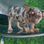 SOLD!!!  TRI MERLE FRENCHIE FEMALE in Oakland, California