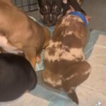 American Pocket Merle Bully Puppies in Detroit, Michigan