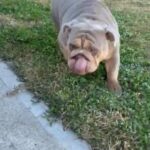 Lilac Tri Female in Houston, Texas