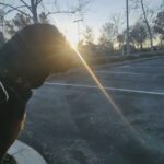 Male Rottweiler x Sheppard free ready to  go in Santa Clarita, California