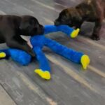 South African Mastiff in Brooklyn, New York