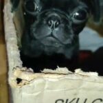 female Pug puppies ready for rehoming in Charlotte, North Carolina