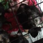 More Video Of Puppies With Mother in Columbus, Ohio