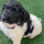 STANDARD POODLE in Eugene, Oregon