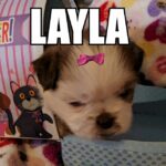 Layla liver and white shorkie in Oakdale, California