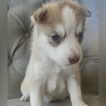 Siberian Husky’s $250 in Homestead, Florida