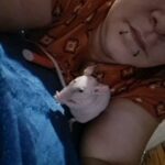 naked rats in Tacoma, Washington